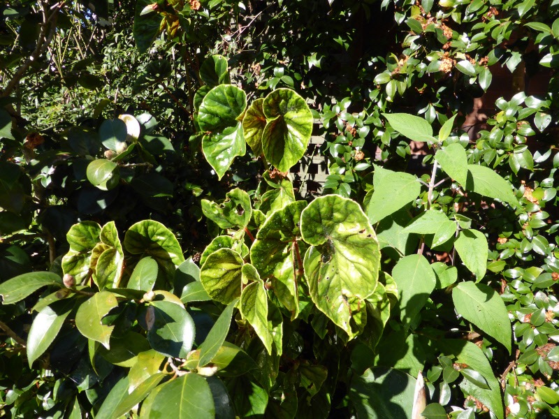 B. ‘Covelee’